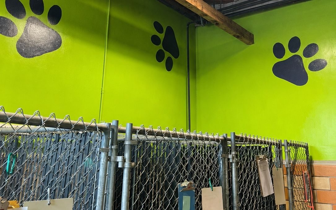 Indoor dog kennel room with paw-print walls and chain-link runs