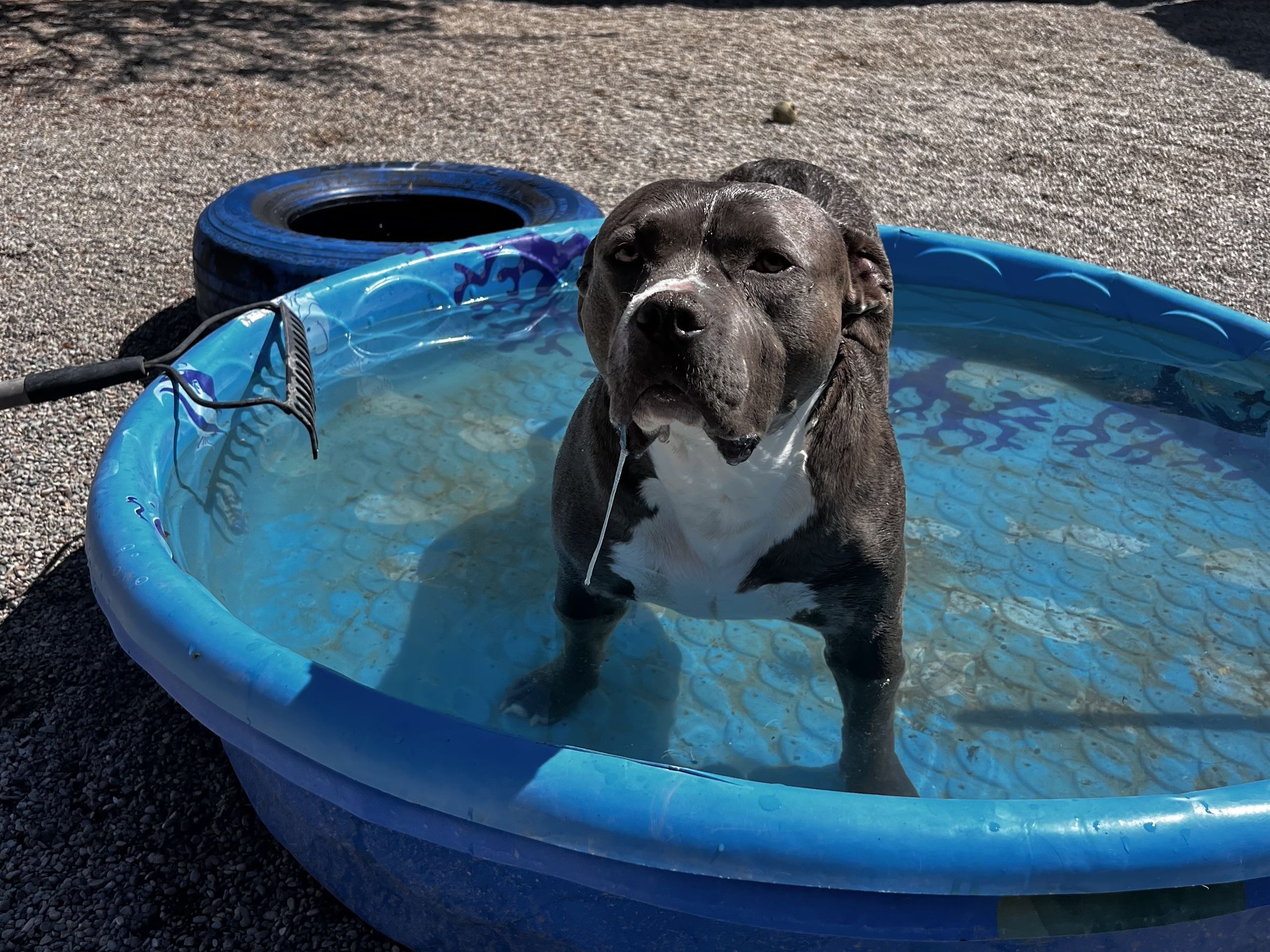 Gray dog wading in the blue kiddie pool