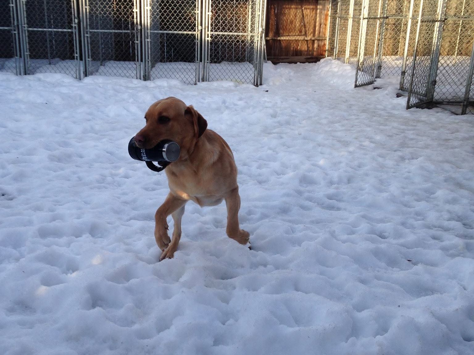 Dog trotting through snow with a toy in its mouth