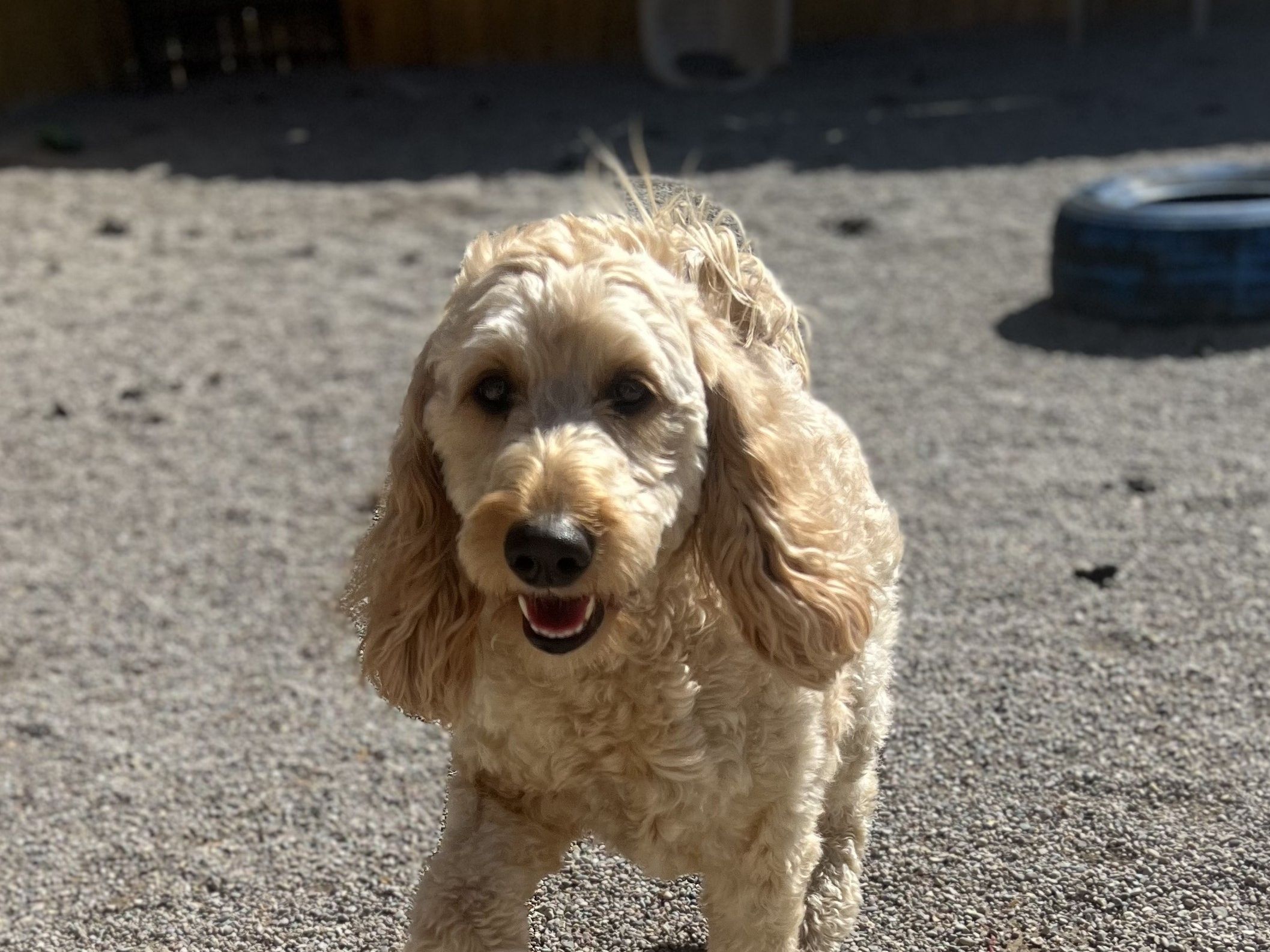 Cream goldendoodle walking across the gravel yard