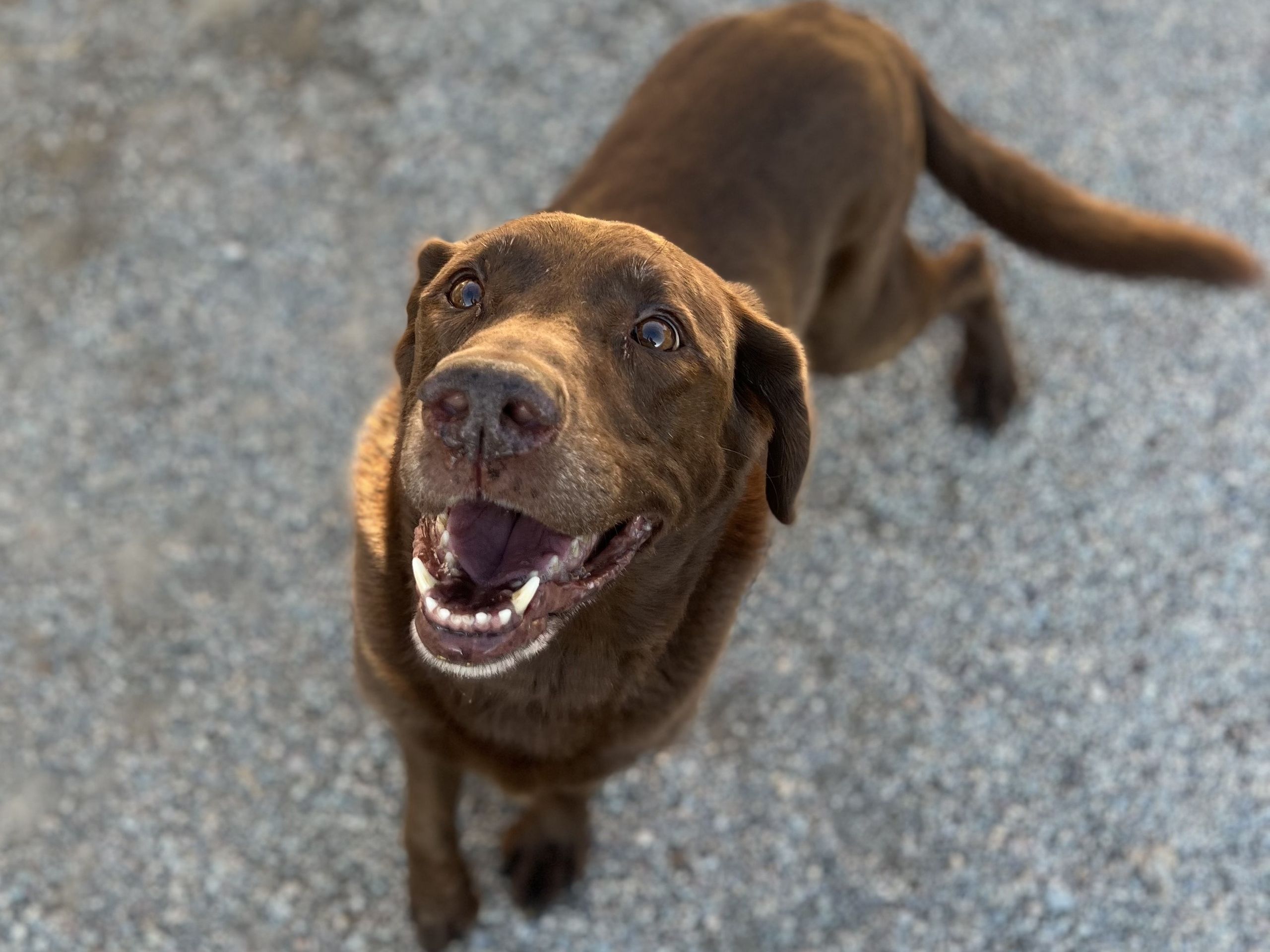 Chocolate Labrador grinning up at the camera