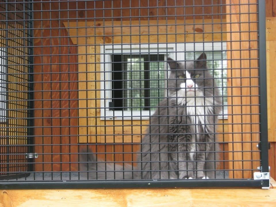 Long-haired cat looking out from its private window cage