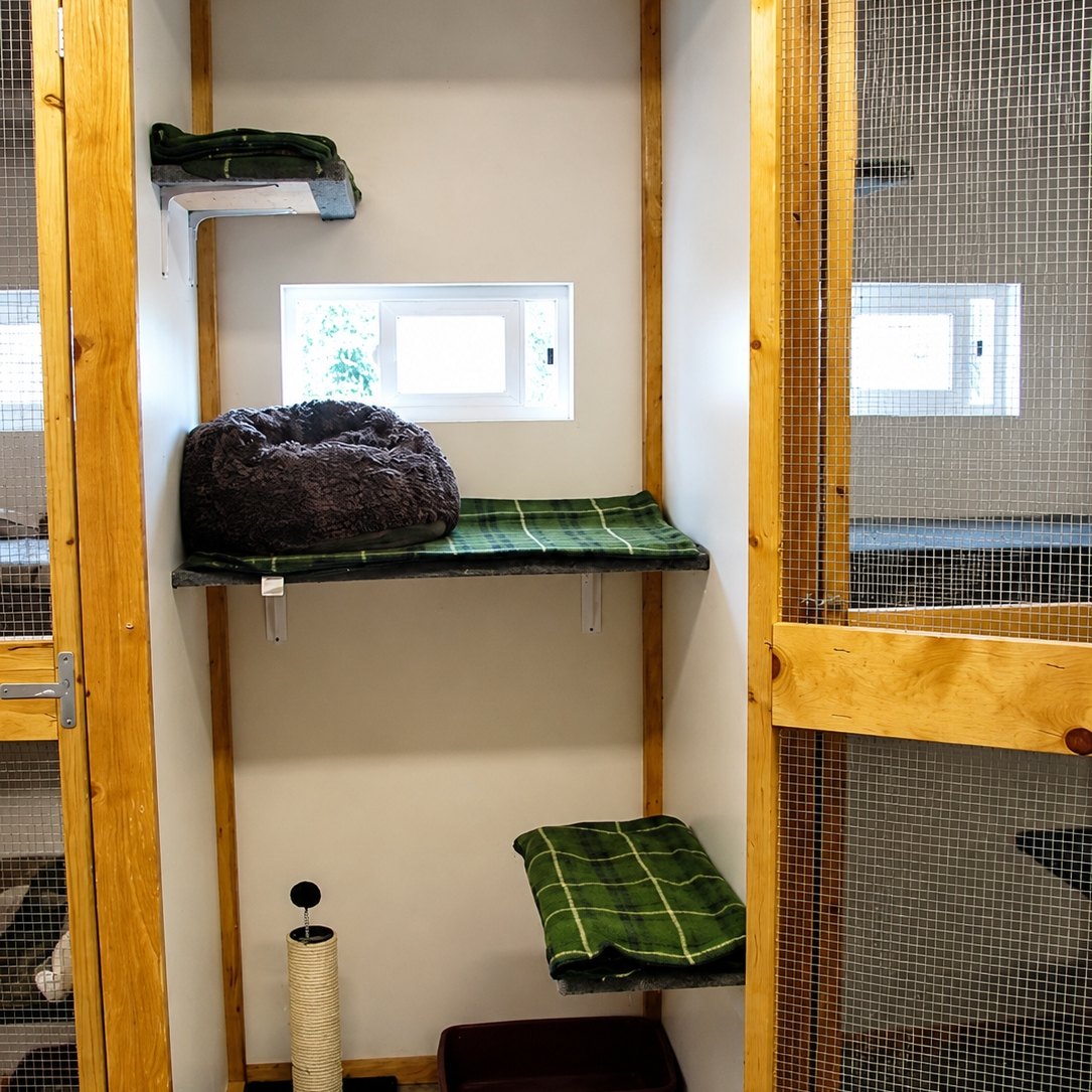 Inside the cat building with wooden suites, soft beds, and a window